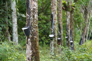 The Winning Lineup: Rubber Compounds at Work